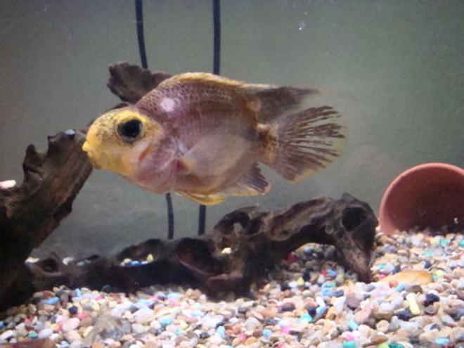 freshwater fish - heros severus x amphilophus citrinellum - blood parrot stocking in 26 gallons tank - Blood Parrot Cichlid