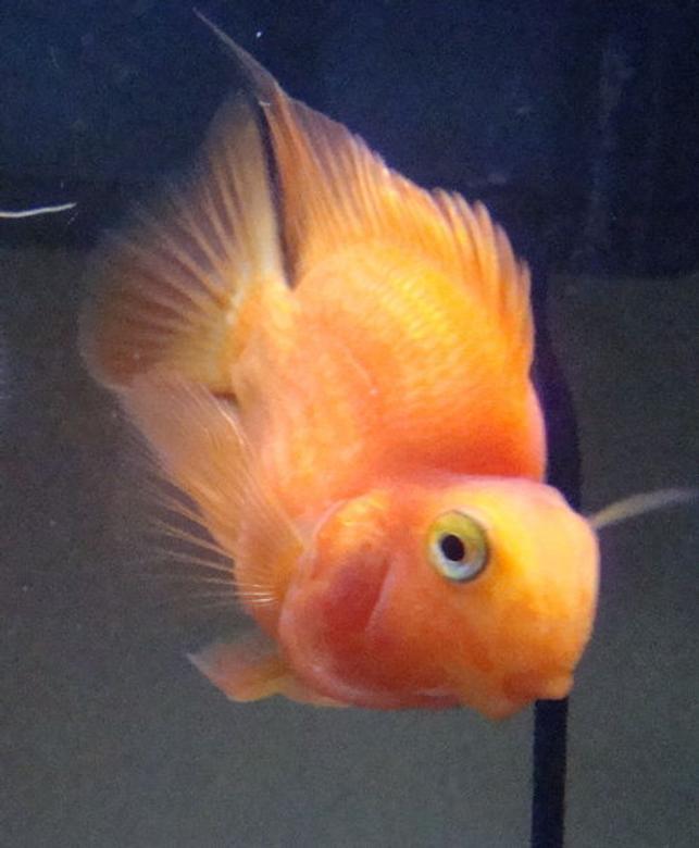 freshwater fish - heros severus x amphilophus citrinellum - blood parrot stocking in 26 gallons tank - Blood Parrot Cichild