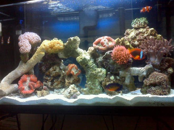 40 gallons reef tank (mostly live coral and fish) - My tank