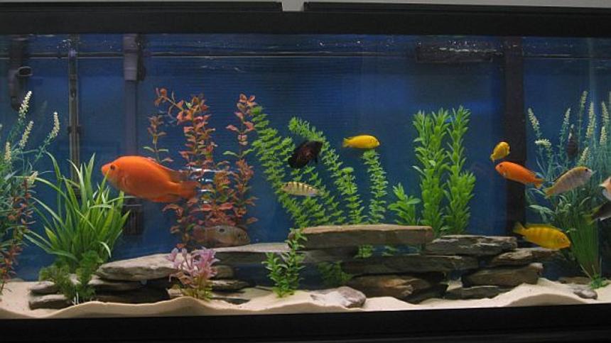 Rated #85: 55 Gallons Freshwater Fish Tank - 55 Gallon Assorted Cichlid Tank