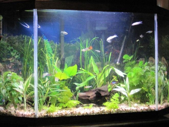 34 gallons freshwater fish tank (mostly fish and non-living decorations) - update all live plants