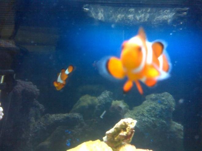 saltwater fish - amphiprion percula - true percula clownfish stocking in 40 gallons tank - nemo