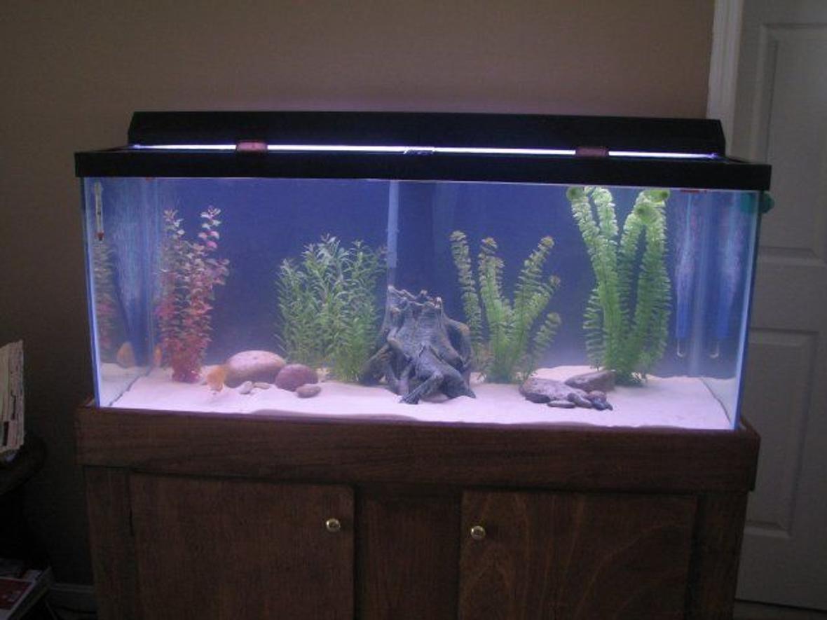 75 gallons freshwater fish tank (mostly fish and non-living decorations) - This is my remodeled 75 gallon freshwater tank.