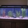 75 gallons freshwater fish tank (mostly fish and non-living decorations) - This is my remodeled 75 gallon freshwater tank.