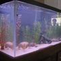 fish tank picture - another angle of the new tank set-up
