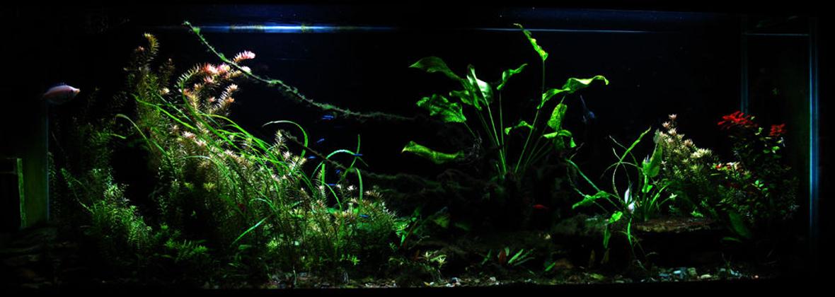 150 gallons planted tank (mostly live plants and fish) - 150 gallon freshwater planted