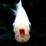 freshwater fish - helostoma temmincki - kissing gourami stocking in 150 gallons tank - Kissing Gourami