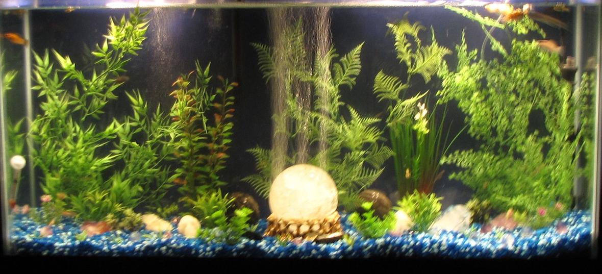 48 gallons freshwater fish tank (mostly fish and non-living decorations) - 48 gal Freshwater Aquarium