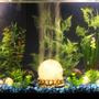 48 gallons freshwater fish tank (mostly fish and non-living decorations) - 48 gal Freshwater Aquarium