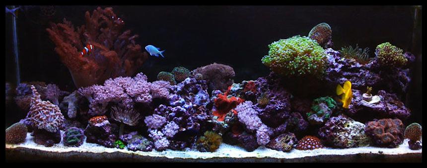 Rated #21: 55 Gallons Reef Tank - Full Shot