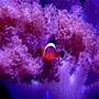 saltwater fish - amphiprion ocellaris - ocellaris clownfish stocking in 55 gallons tank - A.Ocellaris