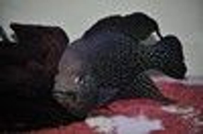 Rated #288: Freshwater Fish - Nandopsis Octofasciatum - Jack Dempsey Stocking In 140 Gallons Tank - 5years old poline