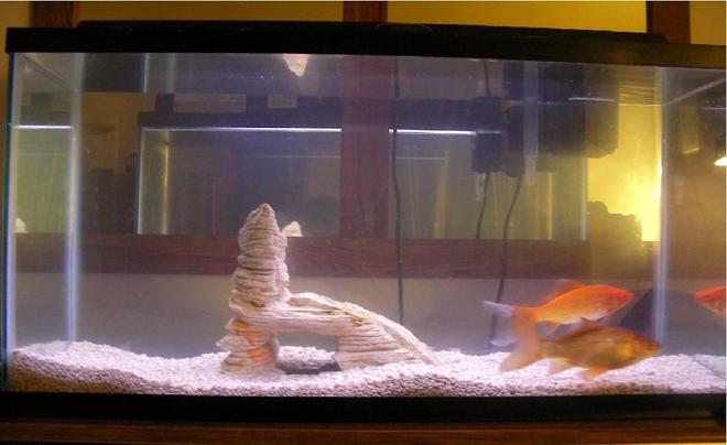 30 gallons freshwater fish tank (mostly fish and non-living decorations) - 30 gallon tank I just started working on. At the moment it only has two comet goldfish in it. The gold one is Sherbert and the other is Copper. I plan on replacing these two with many neon tetras and some plants. Its not finished but i plan for it to be done within like a week or two.