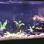 55 gallons planted tank (mostly live plants and fish) - 55 gallon tank. 4 goldfish 1 rubber nose pleco. Three amazon sword plants and one anubias on a piece of drift wood. Mostly fake plants and fake wood.
