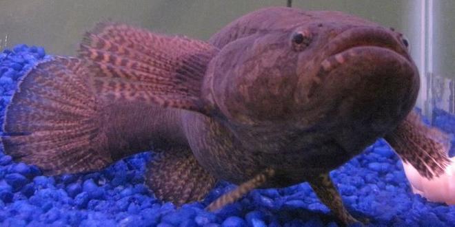 freshwater fish - eleotris picta - spotted seeper stocking in 48 gallons tank - This is Russell. My "Water Cow Goby" also know as a "Spotted Sleeper Goby" or "Eleotris Picta" He will eat anything that will fit in his mouth so he has his very own tank!!