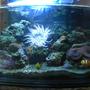 3 gallons reef tank (mostly live coral and fish) - 3 gallon reef tank