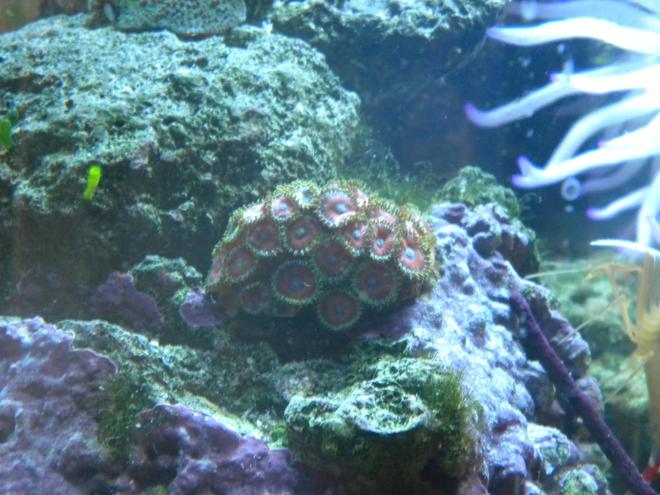 corals inverts - zoanthus sp. - button polyp, pink stocking in 3 gallons tank - zoanthids