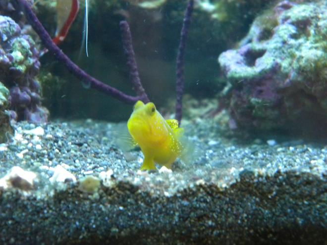 saltwater fish - cryptocentrus cinctus - yellow watchman goby stocking in 3 gallons tank - yellow watchman goby