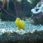 saltwater fish - cryptocentrus cinctus - yellow watchman goby stocking in 3 gallons tank - yellow watchman goby