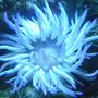 corals inverts - condylactis gigantea - condy anemone stocking in 3 gallons tank - condylactis anemone