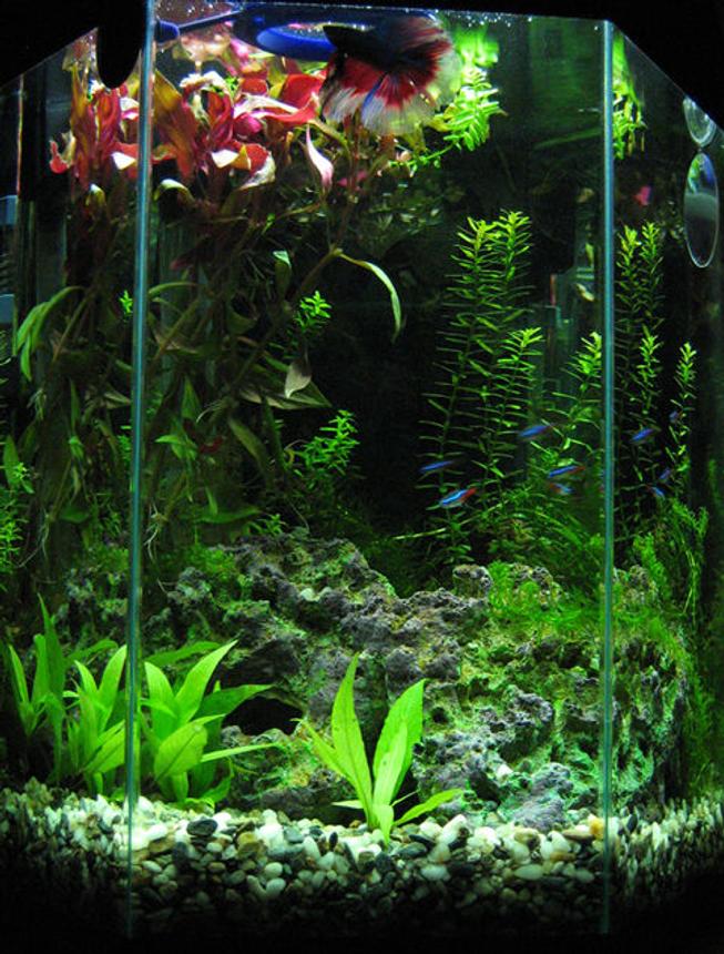 5 gallons planted tank (mostly live plants and fish) - My tiny 5 gal AA tank after 2 months. 

It houses a few neons and Double tail betta (butterfly pattern I think)--you can see him on top of the tank in full view. I also have 2 pigmy cories waiting to join the fun, they are  in a small quarantine tank for now.