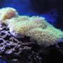 corals inverts - briareum sp. - starburst polyp stocking in 28 gallons tank - Green Star Polyp