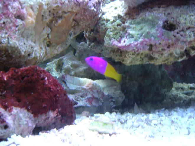 saltwater fish - pictichromis paccagnellae - bicolor dottyback stocking in 28 gallons tank - Royal Dottyback