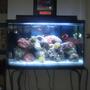 fish tank picture - TANK!
