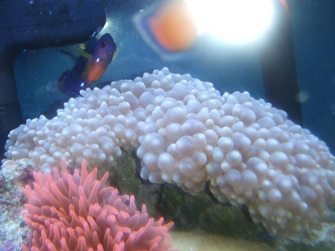 corals inverts - entacmaea quadricolor - rose bulb anemone stocking in 40 gallons tank - BUBBLE CORAL