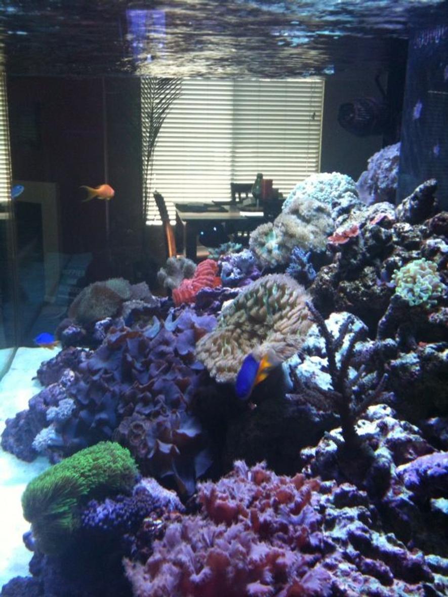 Rated #49: 180 Gallons Reef Tank - Sorry about the pic. It was snapped with an Iphone camera and then emailed to me. You get the idea tho.