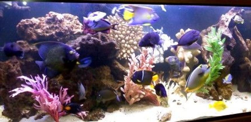 Rated #2: 210 Gallons Saltwater Fish Tank - 2.5 year old 210 Saltwater Fish Only Tank with 4 different large Angels, 7 Triggers, 12 Tangs, Eels, Puffers and more!