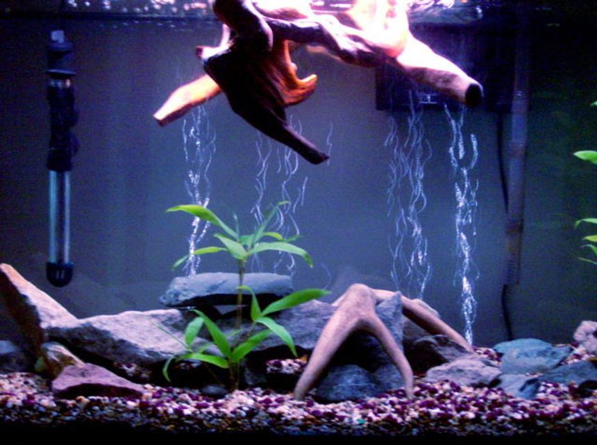 Rated #238: 45 Gallons Planted Tank - 45 Gallon Tank - Flat River Rock/ Slabs - Bamboo Plants, Floating Wood Top Piece - Asiatic Knifefish, Needle Nose Gar, Angelfish, Kribensis Cichlids