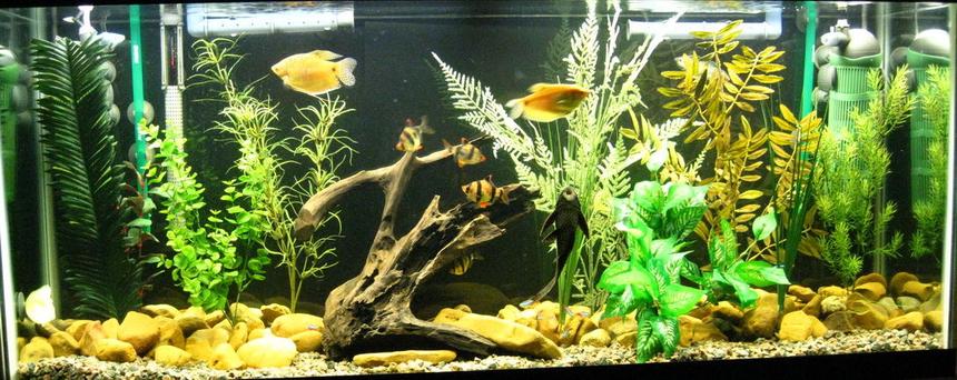 Rated #947: 55 Gallons Freshwater Fish Tank - Full Tank View