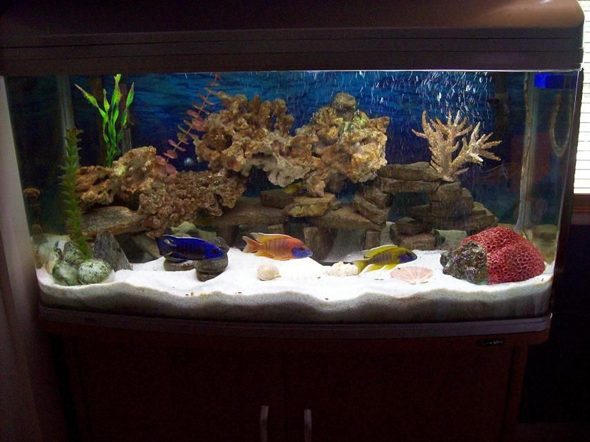 55 gallons freshwater fish tank (mostly fish and non-living decorations) - africans