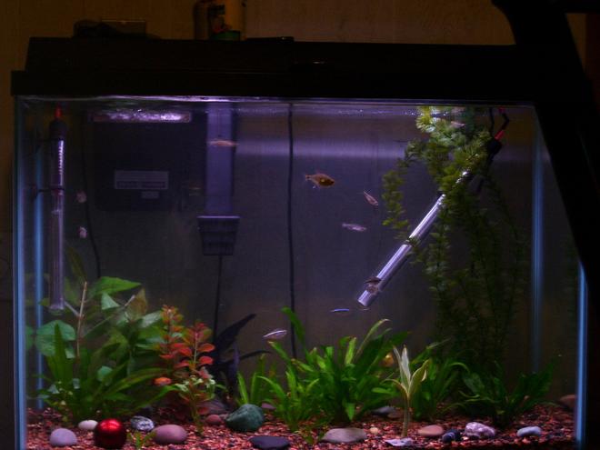 29 gallons planted tank (mostly live plants and fish) - This is my 29 Gal work in progress.  We just moved 1 month ago and the tank has only been up for about 6 months.  I need to cultivate the plants and work on the aquascape.  Notice the red ball is from a microsoft trackball, it made a great decoration.  I also have several rock from Lake Eire in the tank which are great and free.