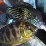 freshwater fish - aequidens rivulatus - green terror stocking in 80 gallons tank - Green Terror eating a cichlid