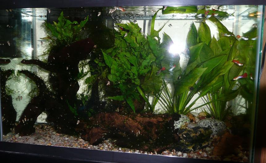 Rated #218: 29 Gallons Planted Tank - tank 1