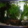 29 gallons planted tank (mostly live plants and fish) - tank 1