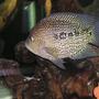 freshwater fish - herichthys carpinte - green texas cichlid stocking in 80 gallons tank - Green Texas