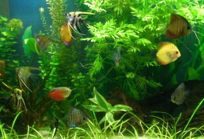 55 gallons planted tank (mostly live plants and fish) - Discus & Angels planted tank