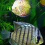 freshwater fish - symphysodon aequifasciata - green discus stocking in 55 gallons tank - And more discus
