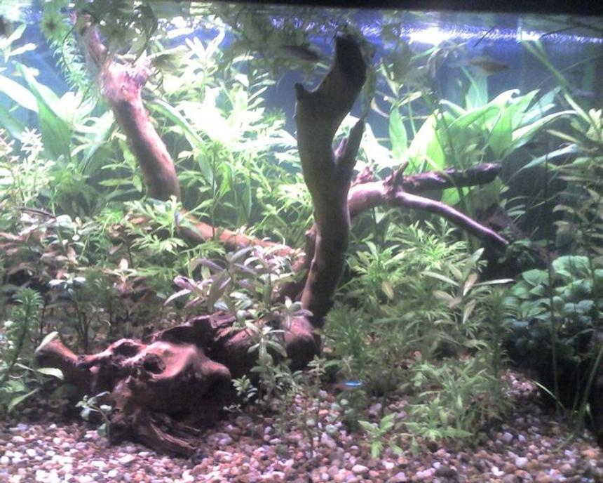 Rated #99: 66 Gallons Planted Tank - FISH:Assorted catfish, Tiger Barbs, Platys, Neons
PLANTS:Assorted Hygrophila (Polysperma, Difformis, Rosanervig), Valisneria spiralis, assorted Java Fern, assorted Anubias, Ludwigia, Anacharis, Lace Fern, Watersprite, Bacopa Caroliniana & Monnieri.
