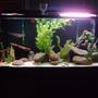 125 gallons freshwater fish tank (mostly fish and non-living decorations) - tank update