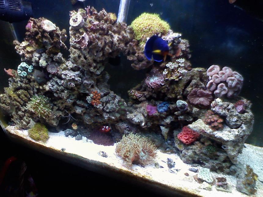 Rated #80: 37 Gallons Reef Tank - born 08-17-09