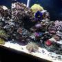 37 gallons reef tank (mostly live coral and fish) - born 08-17-09