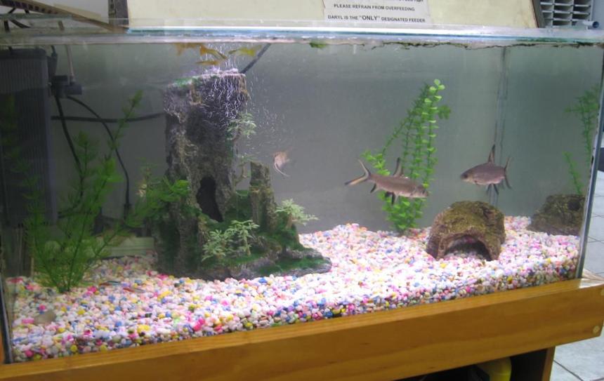 Rated #3449: 80 Gallons Freshwater Fish Tank - office tank