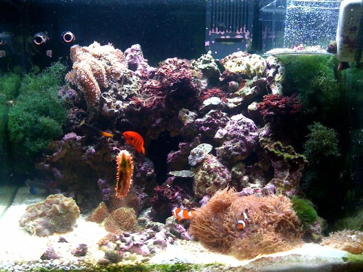 35 gallons reef tank (mostly live coral and fish) - The best picture of my aquarium i could take with my iphone! LOL :)