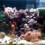 35 gallons reef tank (mostly live coral and fish) - The best picture of my aquarium i could take with my iphone! LOL :)