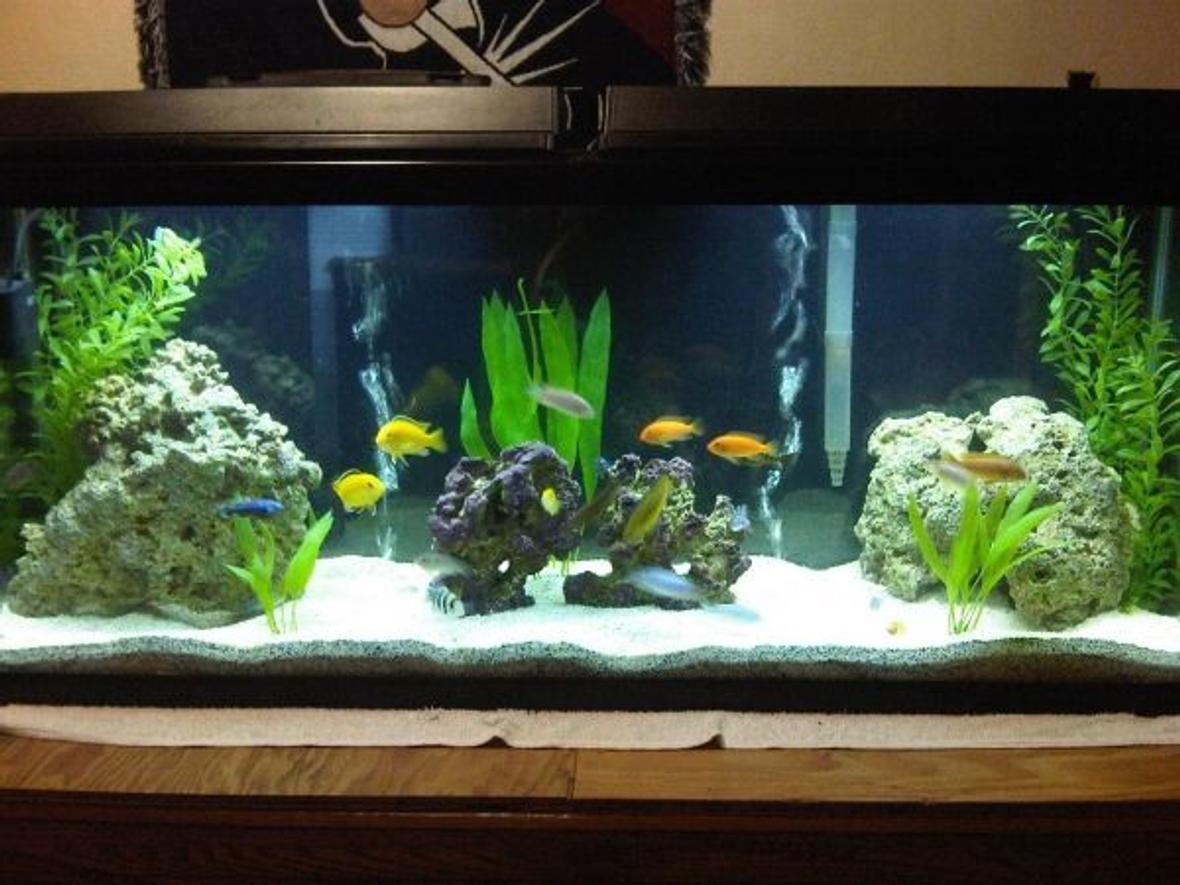 55 gallons freshwater fish tank (mostly fish and non-living decorations) - A work in progress