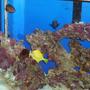 saltwater fish - zebrasoma flavescens - yellow tang - hawaii stocking in 55 gallons tank - Fish Pic